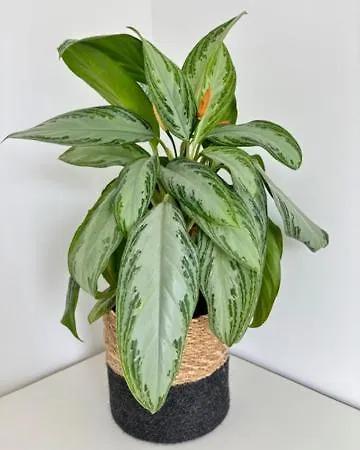 Maison Familiale 3 - Jardin Clos Bbq Linge Inclus - Entre Caen & La - Parking - Arrivee Autonome - Professionnels Bienvenus