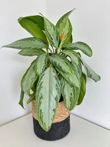 Maison Familiale 3 - Jardin Clos Bbq Linge Inclus - Entre Caen & La - Parking - Arrivee Autonome - Professionnels Bienvenus